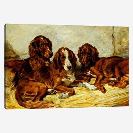 Shot and his Friends - Three Irish Red and White Setters, 1876  Canvas Print #BMN5461} by John Emms Canvas Art Print
