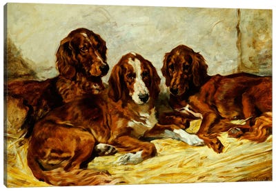 Shot and his Friends - Three Irish Red and White Setters, 1876  Canvas Art Print