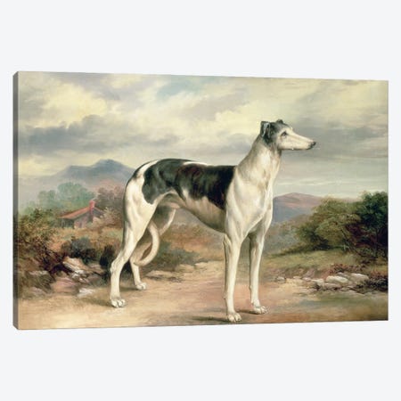 A Greyhound in a hilly landscape Canvas Print #BMN546} by James Henry Beard Canvas Wall Art