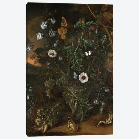 Thistles, brambles, poppies and other plants  Canvas Print #BMN5567} by Matthias Withoos Canvas Print