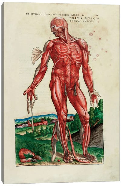 Prima Musculorum Tabula, illustration from 'De Humani Corporis Fabrica Libri Septem' by Andreas Vesalius  Canvas Art Print