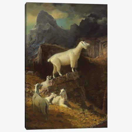 Rocky Mountain Goats, c.1885  Canvas Print #BMN5818} by Albert Bierstadt Canvas Artwork