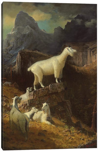 Rocky Mountain Goats, c.1885  Canvas Art Print - Albert Bierstadt