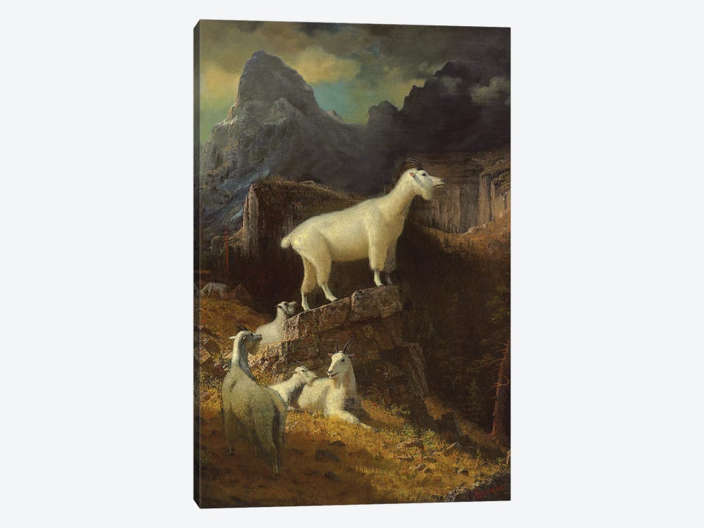 Rocky Mountain Goats, c.1885  by Albert Bierstadt 1-piece Art Print