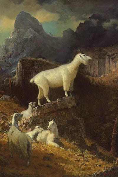 Goats: Rocky Mountain Goats, c.1885  by Albert Bierstadt