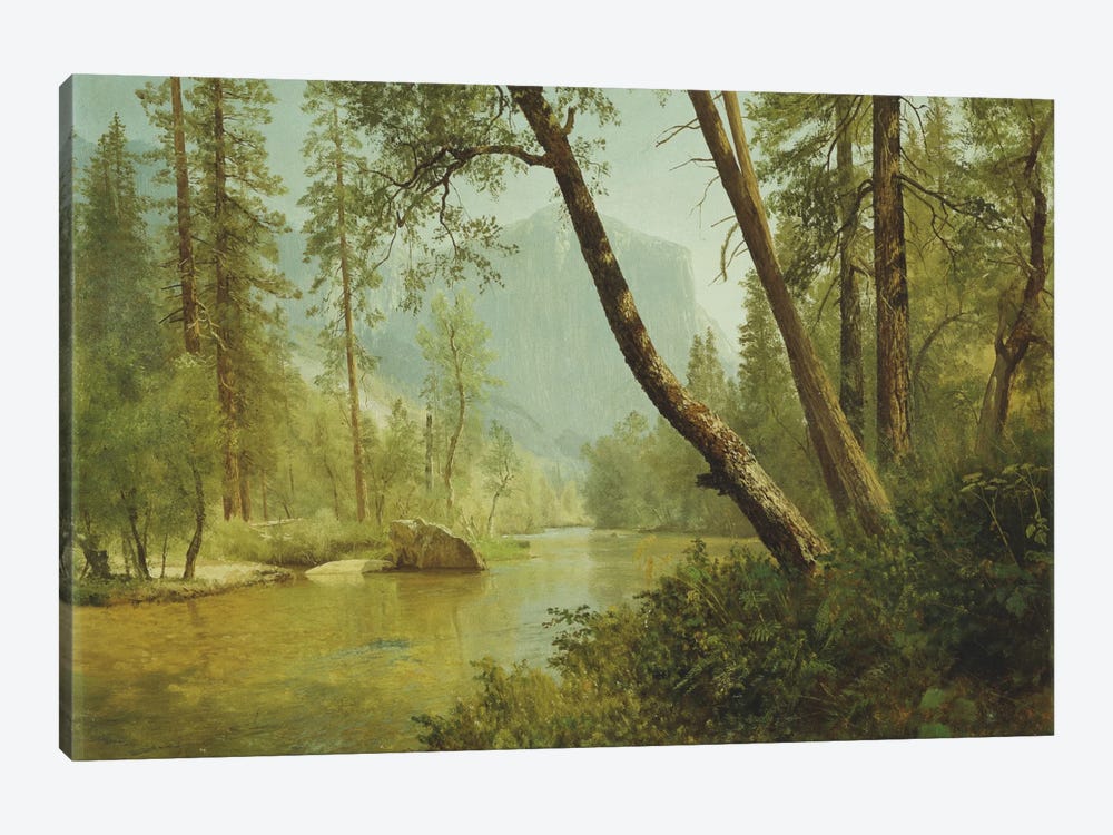 Sunlit Forest  1-piece Art Print