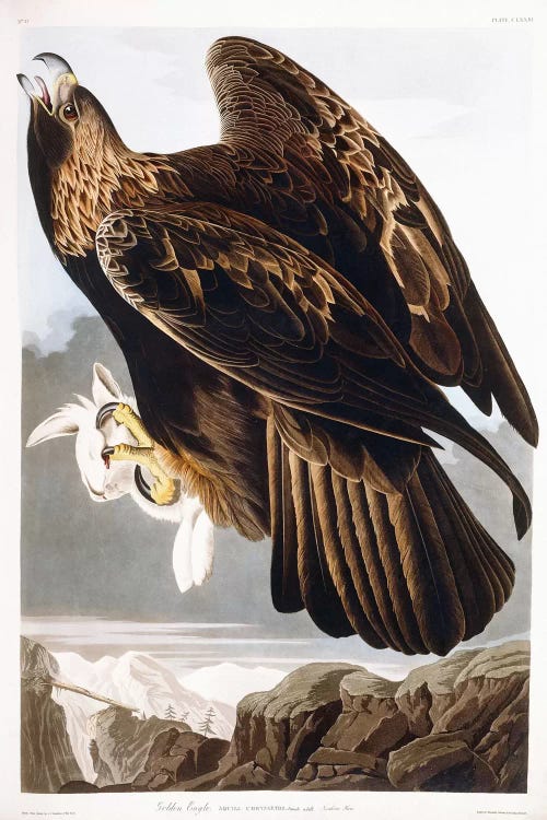 Golden Eagle, 1833 