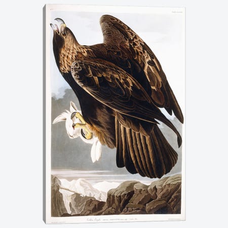 Golden Eagle, 1833  Canvas Print #BMN6021} by John James Audubon Art Print
