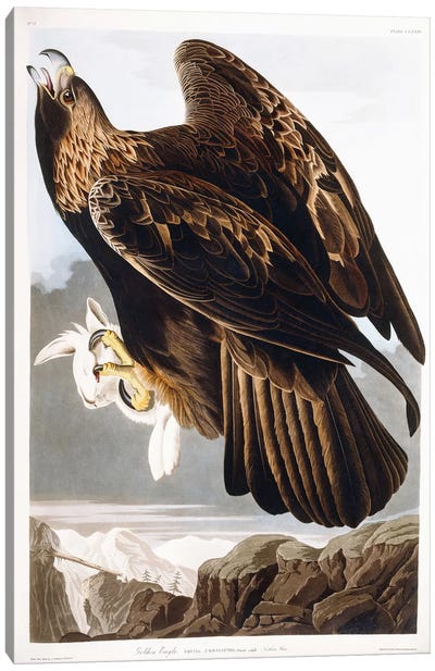 Golden Eagle, 1833  Canvas Art Print - Animal Illustrations