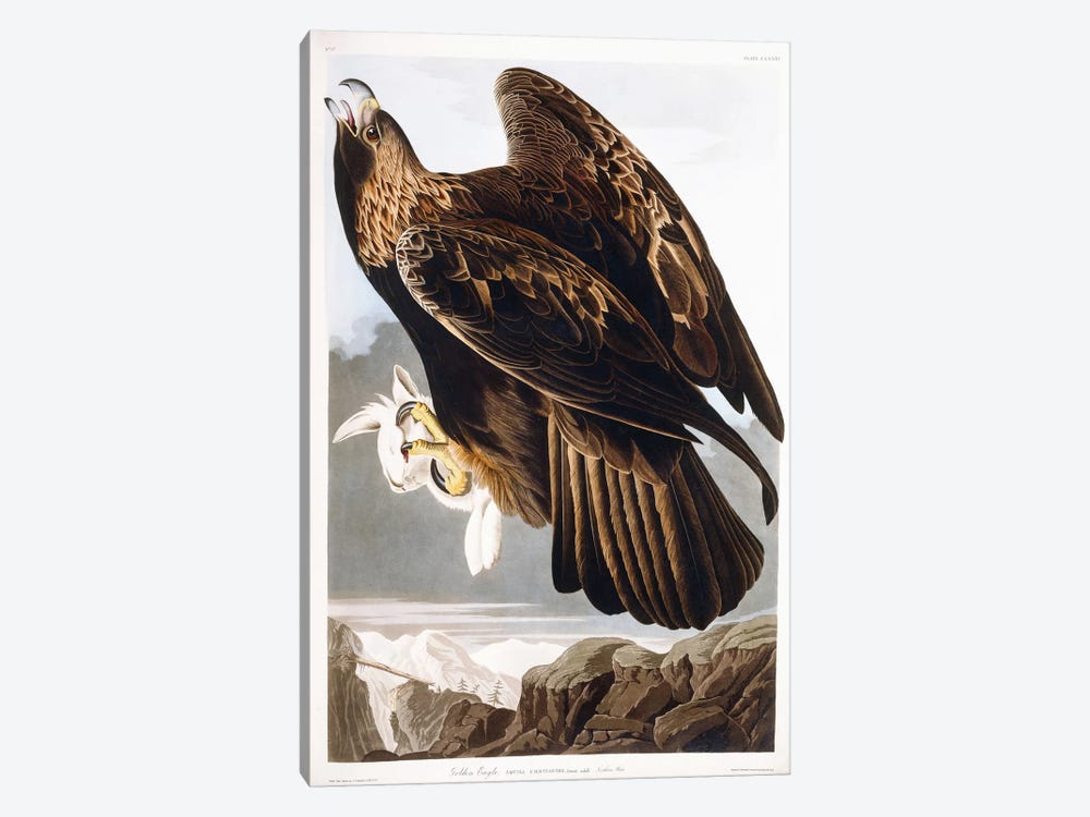 Golden Eagle, 1833  by John James Audubon 1-piece Canvas Artwork