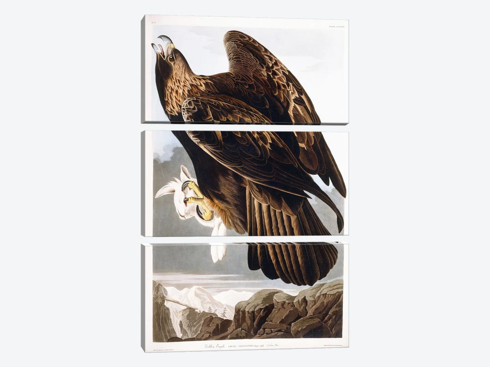 Golden Eagle, 1833  by John James Audubon 3-piece Canvas Art