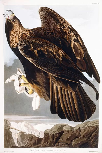 Illustrations: Golden Eagle, 1833  by John James Audubon