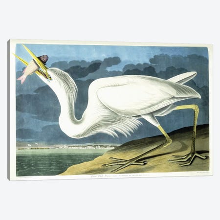 Great White Heron, Male Adult, Spring Plumage, 1835  Canvas Print #BMN6022} by John James Audubon Art Print