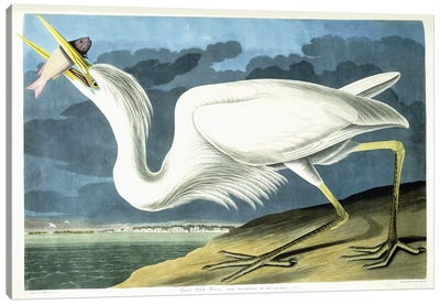 Great White Heron, Male Adult, Spring Plumage, 1835  Canvas Art Print - Illustrations 