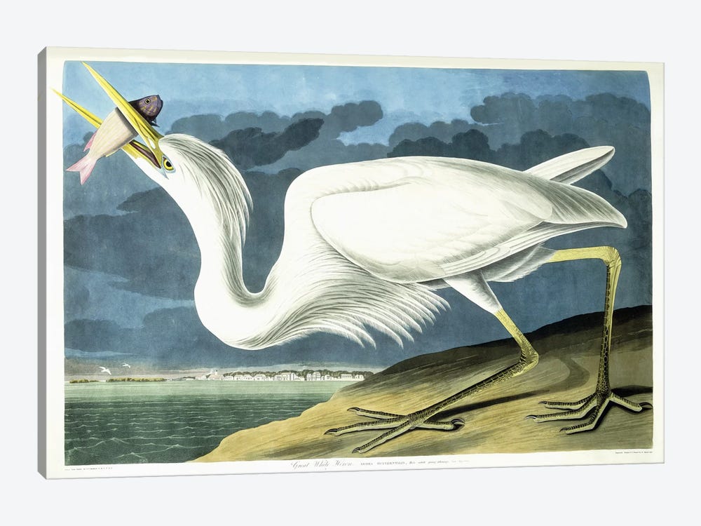 Great White Heron, Male Adult, Spring Plumage, 1835  by John James Audubon 1-piece Canvas Art Print