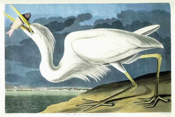 Science: Great White Heron, Male Adult, Spring Plumage, 1835  by John James Audubon