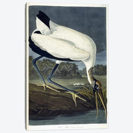 Wood Ibis, 1834  Canvas Print #BMN6023} by John James Audubon Canvas Art Print