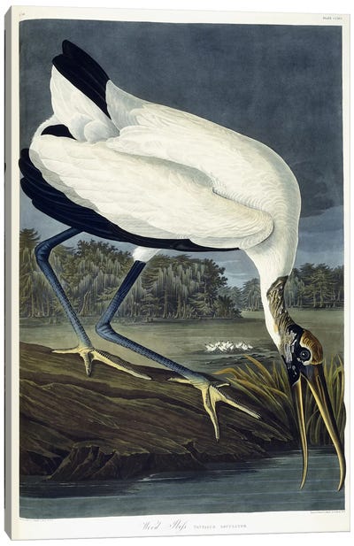 Wood Ibis, 1834  Canvas Art Print - John James Audubon