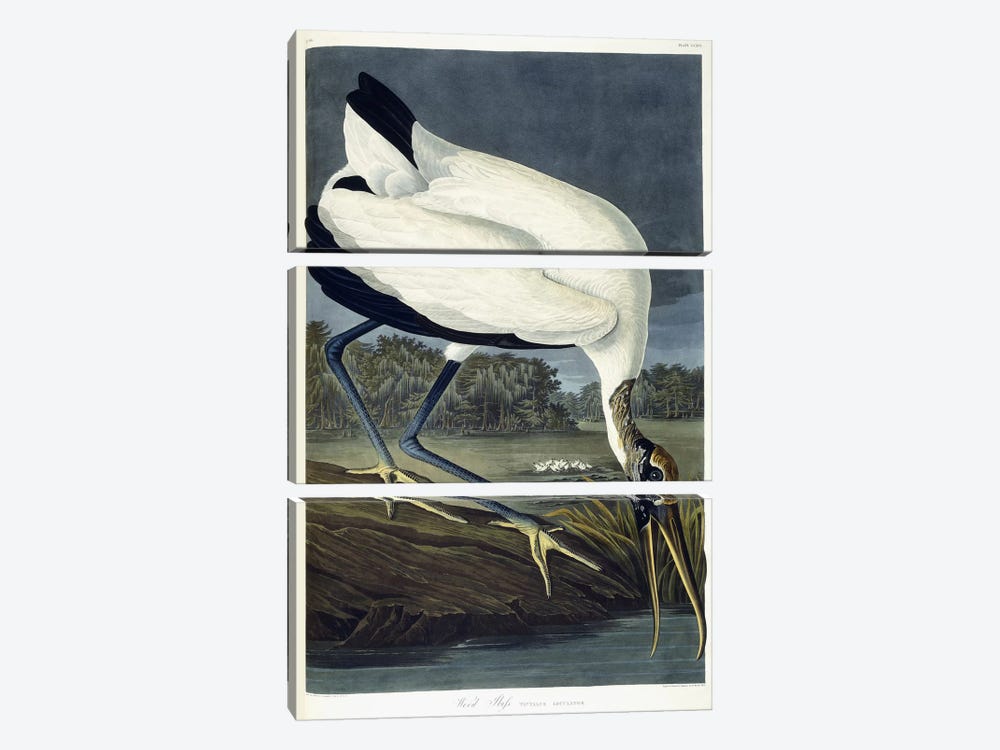 Wood Ibis, 1834  by John James Audubon 3-piece Canvas Wall Art