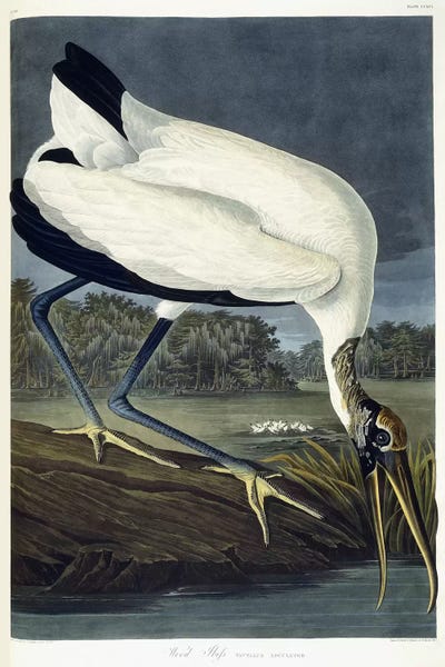 Science: Wood Ibis, 1834  by John James Audubon