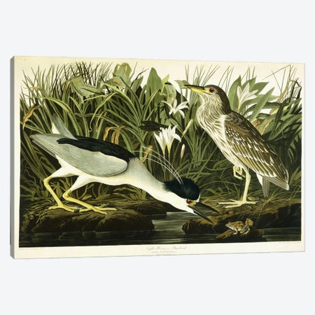 Night Heron or Lua Bird, 1835  Canvas Print #BMN6024} by John James Audubon Canvas Art