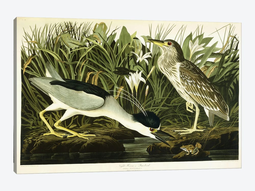 Night Heron or Lua Bird, 1835  1-piece Canvas Art Print