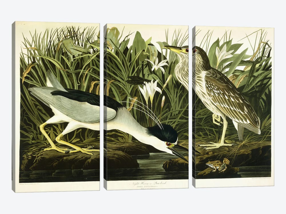 Night Heron or Lua Bird, 1835  by John James Audubon 3-piece Art Print