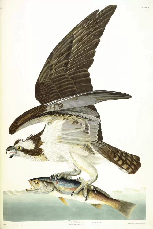 Fish Hawk, 1830 