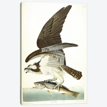 Fish Hawk, 1830  Canvas Print #BMN6025} by John James Audubon Canvas Artwork