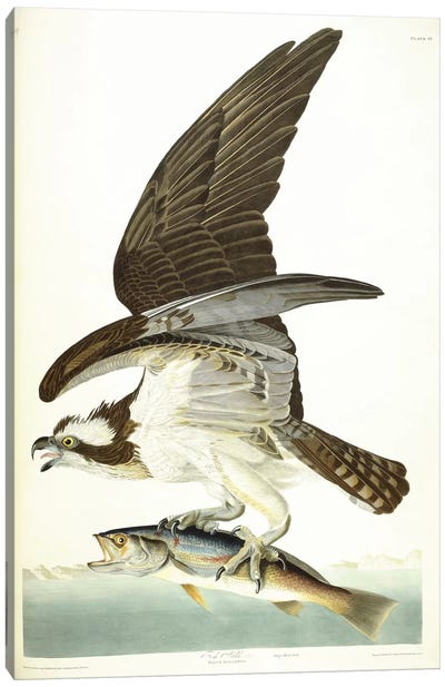 Fish Hawk, 1830  Canvas Art Print - John James Audubon