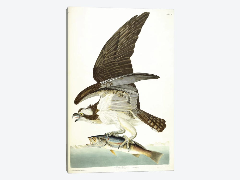 Fish Hawk, 1830  by John James Audubon 1-piece Canvas Wall Art