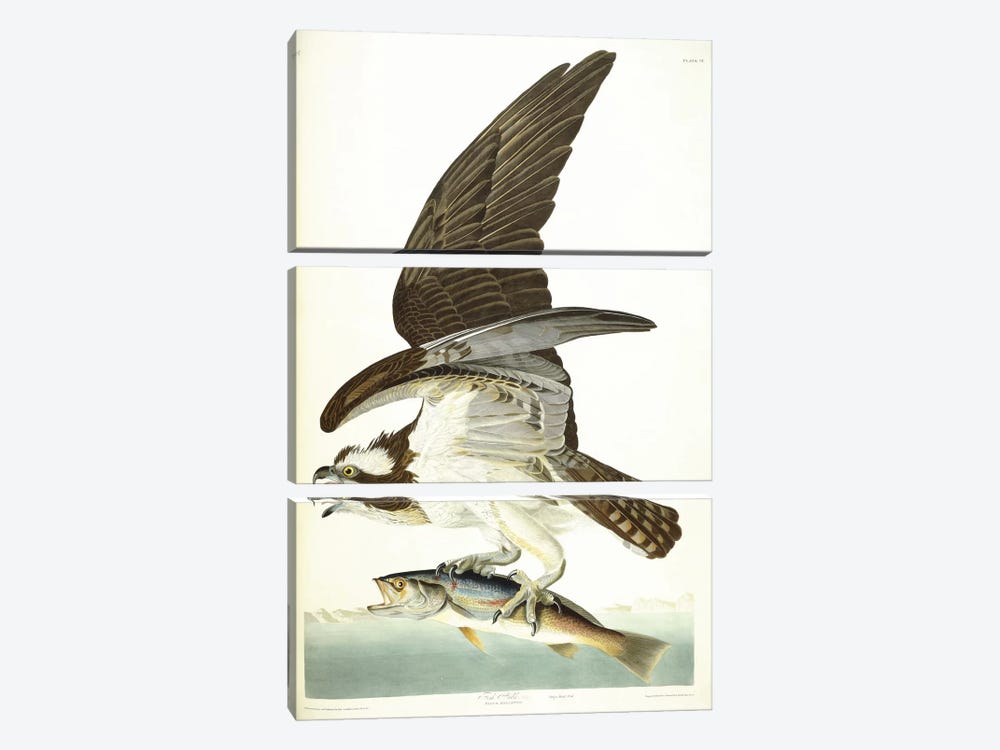 Fish Hawk, 1830  by John James Audubon 3-piece Canvas Artwork