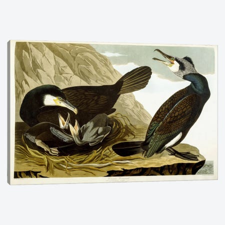 Common Cormorant, 1835  Canvas Print #BMN6027} by John James Audubon Canvas Art