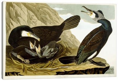 Common Cormorant, 1835  Canvas Art Print - Nests