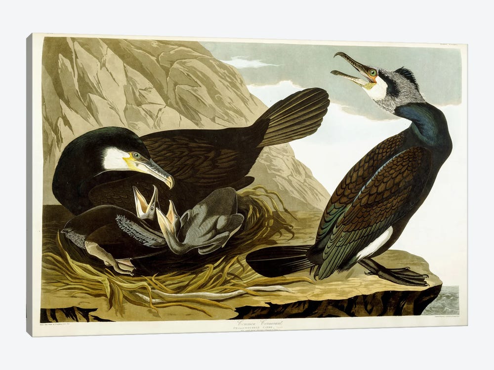 Common Cormorant, 1835  by John James Audubon 1-piece Canvas Artwork