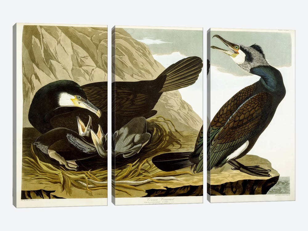 Common Cormorant, 1835  by John James Audubon 3-piece Canvas Art