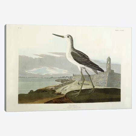 Greenshank, View of the St, 1835  Canvas Print #BMN6028} by John James Audubon Canvas Art Print