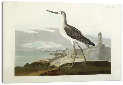 Greenshank, View of the St, 1835  Canvas Art Print - Animal Illustrations