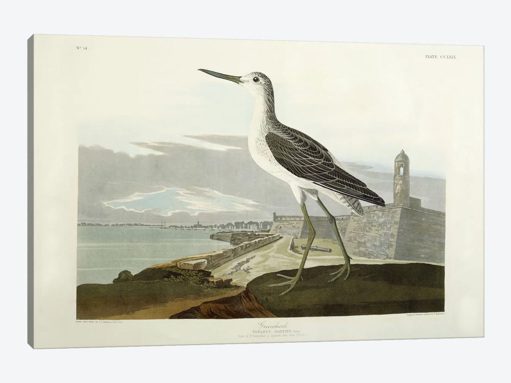Greenshank, View of the St, 1835  by John James Audubon 1-piece Canvas Art Print