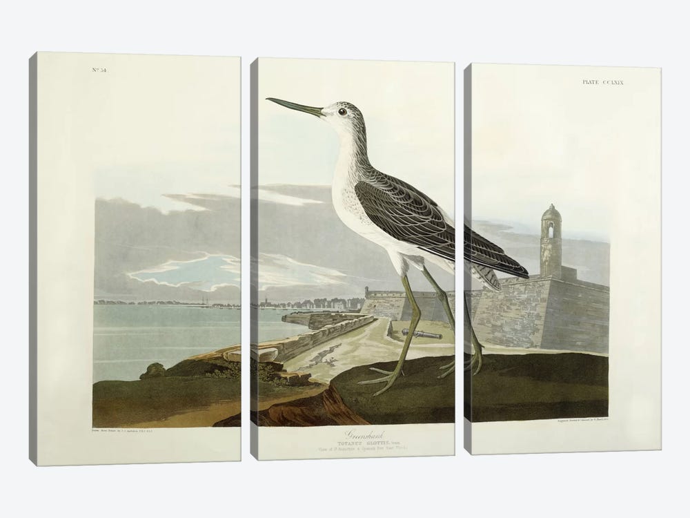 Greenshank, View of the St, 1835  by John James Audubon 3-piece Canvas Art Print