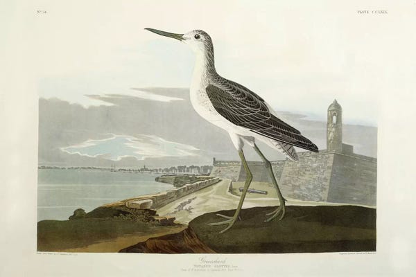 Cottagecore Goes Coastal: Greenshank, View of the St, 1835  by John James Audubon