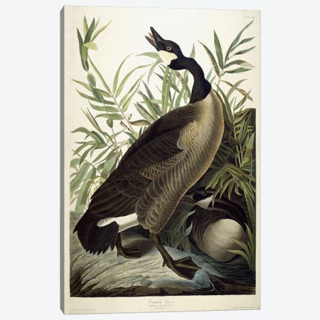 Canada Goose, c.1827-1838  Canvas Print #BMN6029} by John James Audubon Art Print