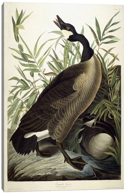 Canada Goose, c.1827-1838  Canvas Art Print - Goose Art