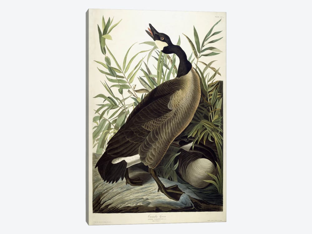 Canada Goose, c.1827-1838  by John James Audubon 1-piece Canvas Art