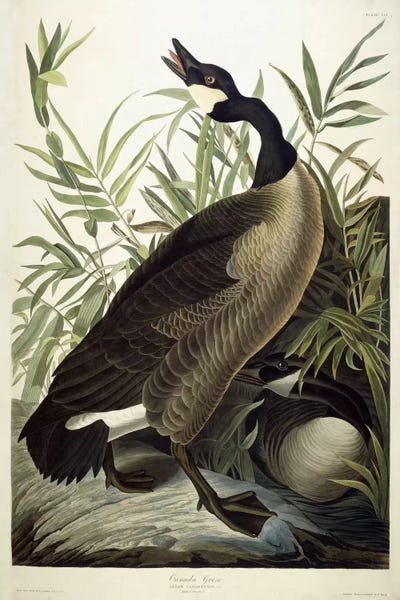 Science: Canada Goose, c.1827-1838  by John James Audubon