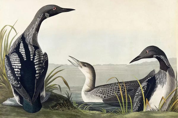 Science: Black-throated Diver  by John James Audubon