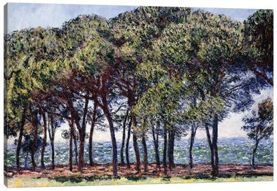 Pines, Cap d'Antibes, 1888  Canvas Art Print - Claude Monet