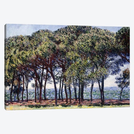 Pines, Cap d'Antibes, 1888  Canvas Print #BMN6042} by Claude Monet Canvas Print
