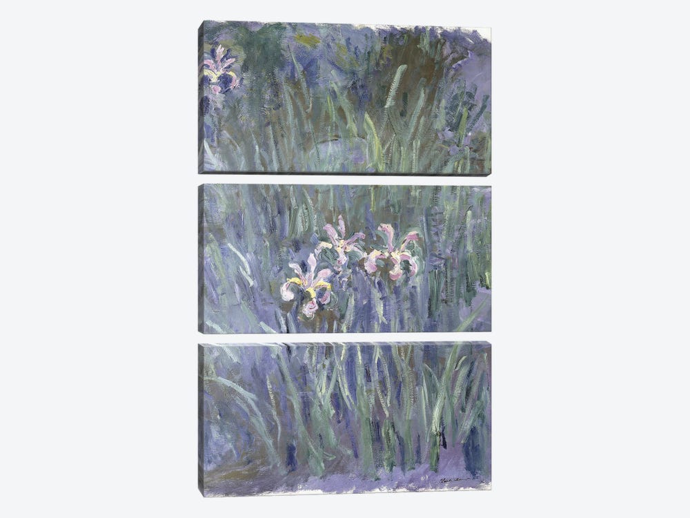 Iris, c.1914-1917  by Claude Monet 3-piece Art Print