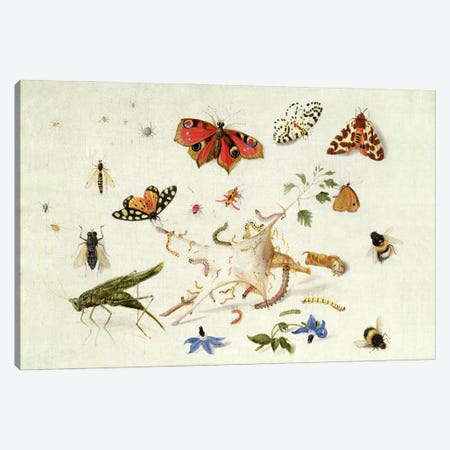 Study of Insects and Flowers  Canvas Print #BMN606} by Ferdinand van Kessel Canvas Print